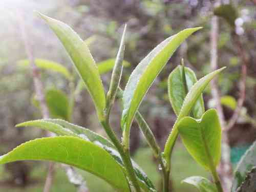 小泡芙白茶配方及价格