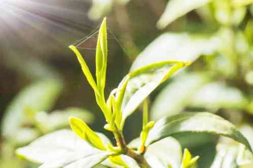 福建产小白茶及其地区