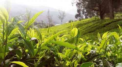 福鼎白茶和藏茶的区别，福鼎白茶和藏茶哪个好