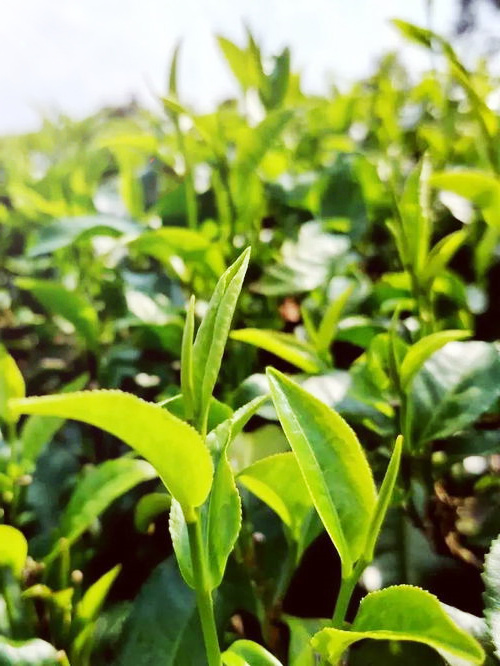 安吉白茶茶山自产及产地，茶厂和农民自销