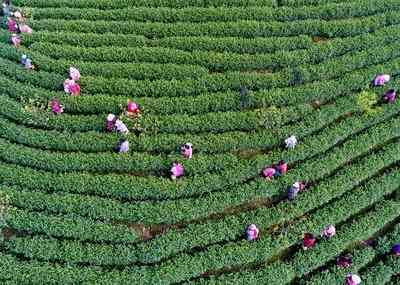 茶叶怎么区别红茶白茶和绿茶，红茶白茶怎么区分