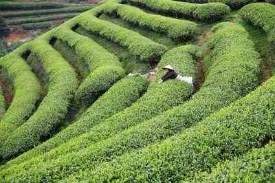 煮白茶如何洗茶壶里的茶垢