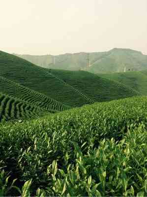 福鼎市白茶山茶叶研究基地地址及电话