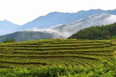 白茶新茶在几月开花、采摘和饮用时间，上市时间及相关信息