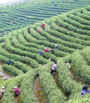 少林寺福鼎白茶和禅茶的价格，福建产的茶，以及少林茶馆