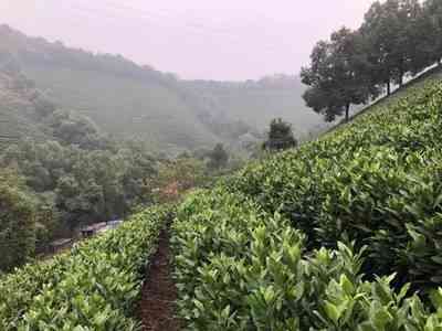 福鼎白茶的市场价值及现状