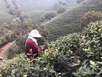 福鼎白茶眉区别及功效、口感，红茶还是白茶？