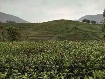 福鼎白茶观山茶价格表