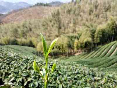 龙系列大龙王安吉白茶价格查询