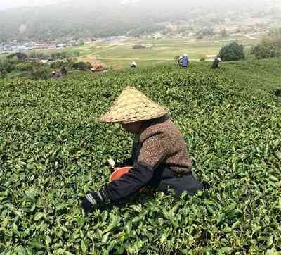 安吉白茶万里江山青山绿水价格