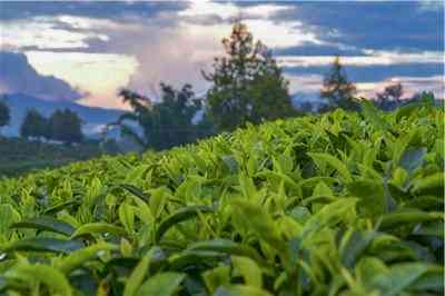 寿眉散茶有什么特征和特点