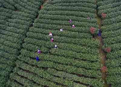 福鼎白茶存放温度要求及更佳温湿度