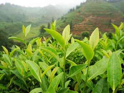 浙江白茶什么味道好闻好喝又便宜，哪里产的最出名？