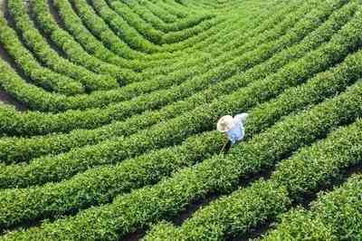 中茶陈皮眉白茶泡法及功效