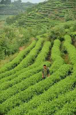 寿眉用什么茶杯泡好呢