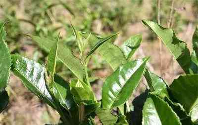 政和白茶百芽重与茶树品种，审评及制作工序