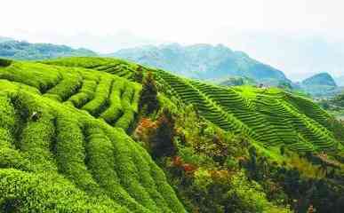 福鼎白茶枣香简介：老白茶中的枣香味道，价格及与白茶饼的区别