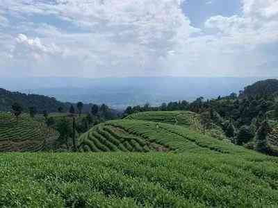 福鼎白茶茶心价格与功效