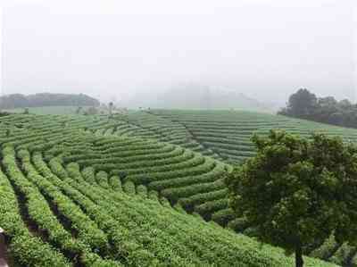 贡眉陈皮白茶老白茶小茶饼的冲泡方法与2015贡眉白茶饼喝法