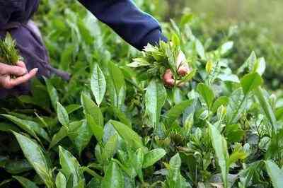 福鼎方家山村谁的茶好