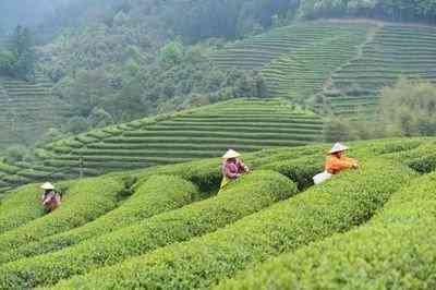 福鼎白茶记号——念茶、印记和09年产德号福鼎白茶