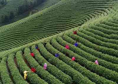 白茶三茬价格及特点