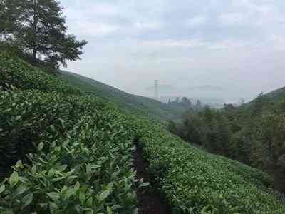 张光北的白茶寿眉怎么样，价格，是真的吗，茶叶哪款好，多少钱一饼？