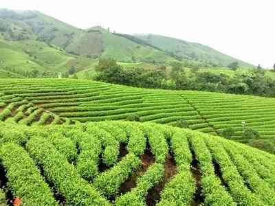 政和白茶属于花茶几号，好不好，核心产区，是白茶吗，产地是哪里