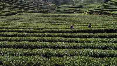 寿眉用多少度水泡茶更好