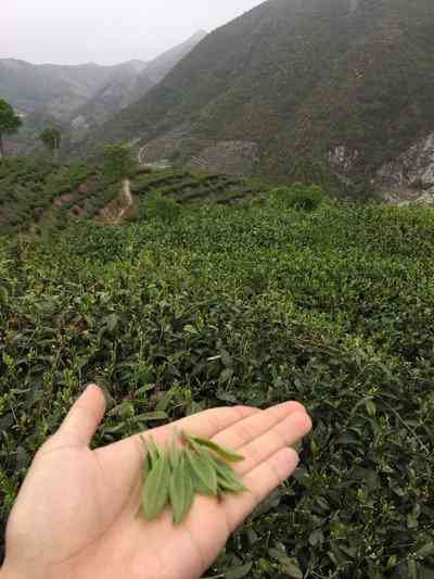 福鼎白茶煮多长时间合适及更佳饮用方式