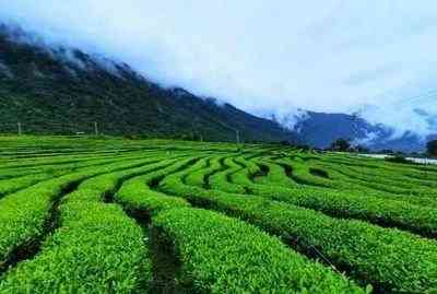 包头眉茶市场价查询