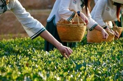 政和白茶和绿茶：区别、喝法和香气