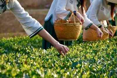 匠心白牡丹老白茶：福鼎白茶匠艺精制的茶饼