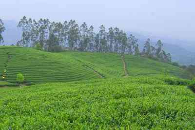 福鼎方家山村谁的茶好