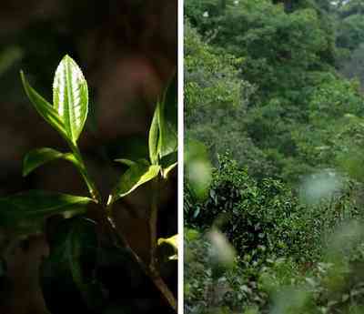 福鼎白茶绿血芽的收藏价值及国际会议纪念茶