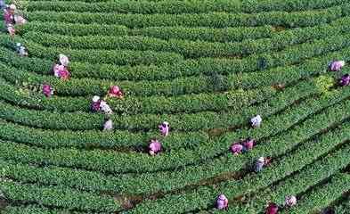 丽春园的福鼎白茶是什么茶