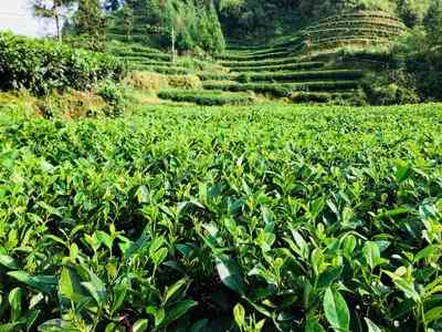 寿眉茶冷了可以喝吗怎么喝好