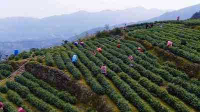 荒野白牡丹是什么茶？产地、价格、口感、香气详解