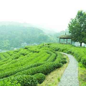 白茶闷泡后有物质检测及泡出的味道、泡制时间、颜色和泡沫量