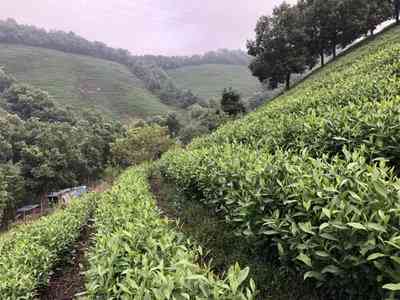 福鼎老白茶生茶与熟茶区别、价格及功效