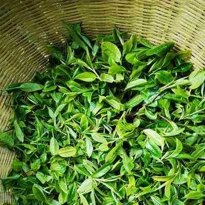 福鼎眉水茶比例及冲泡方法，茶饼价格及品种介绍