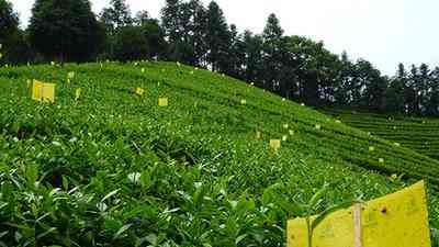 溪山听雨茗茶价格与山语听溪温泉