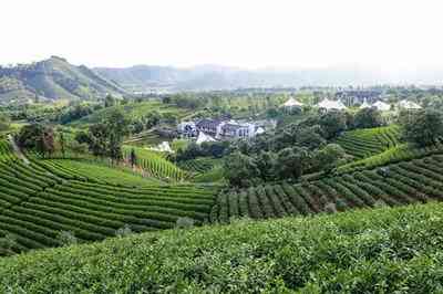 台白茶茶饼厂家地址电话查询