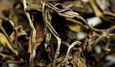 雪峰生态茶叶是白茶吗