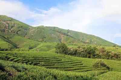 福鼎溪南村白茶茶厂有几家