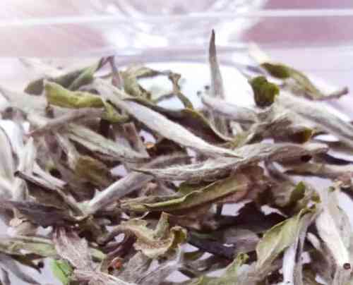 福鼎白茶寿眉畲村茶