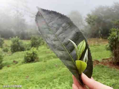 福鼎白茶寿梅味道