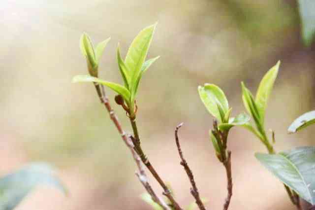 蜜香寿眉茶叶价格表