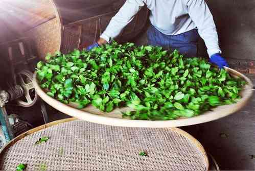 福鼎白茶茶饼寿眉