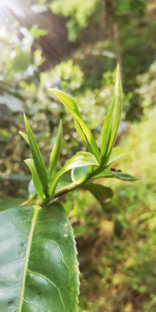 老寿眉紫砂壶投茶量